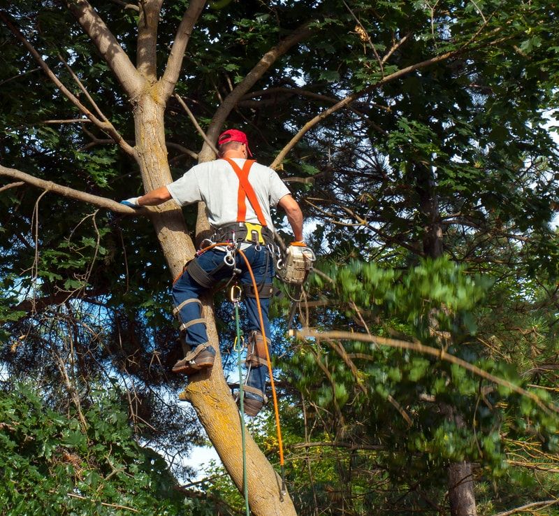 Tree Trimming & Tree Service Pros - Tucson Tree Trimming